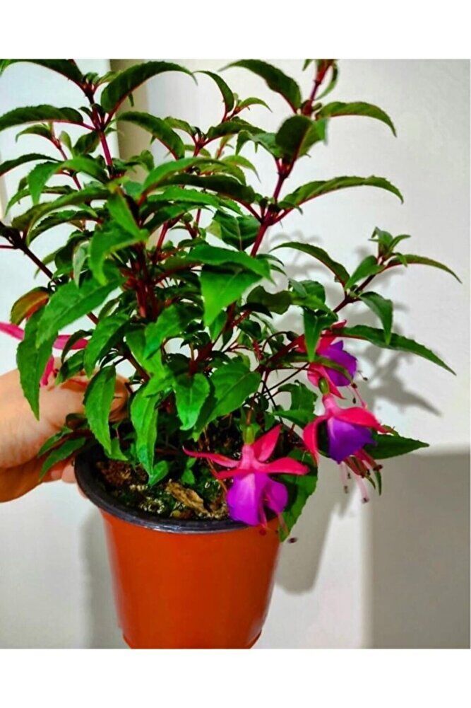 Küpeli Çicegi Fidanı (KİRMİZİ-MOR-BEYAZ-PEMBE RENK) 10-20 Cm