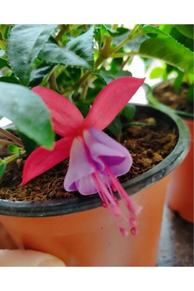 Küpeli Çicegi Fidanı (KİRMİZİ-MOR-BEYAZ-PEMBE RENK) 10-20 Cm
