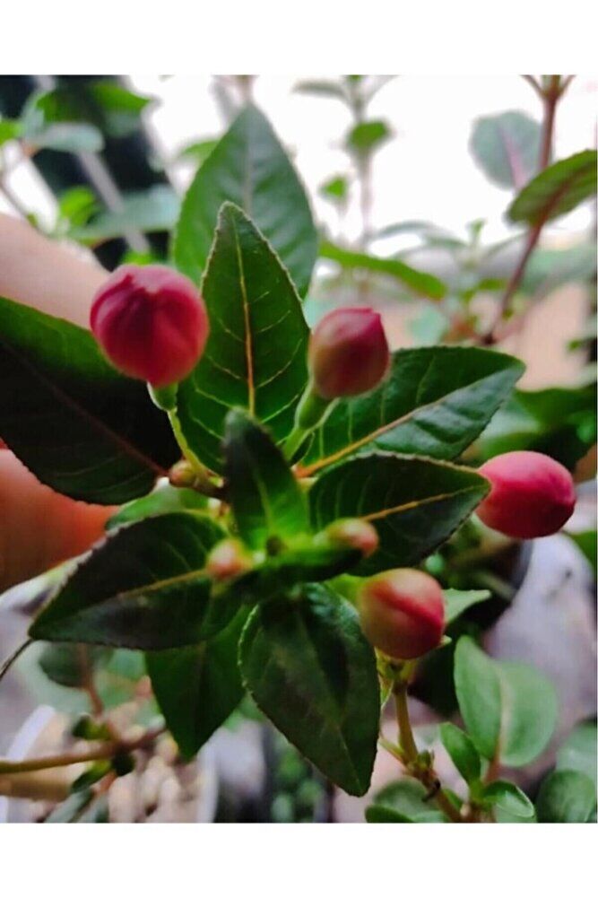 Küpeli Çicegi Fidanı (KİRMİZİ-MOR-BEYAZ-PEMBE RENK) 10-20 Cm
