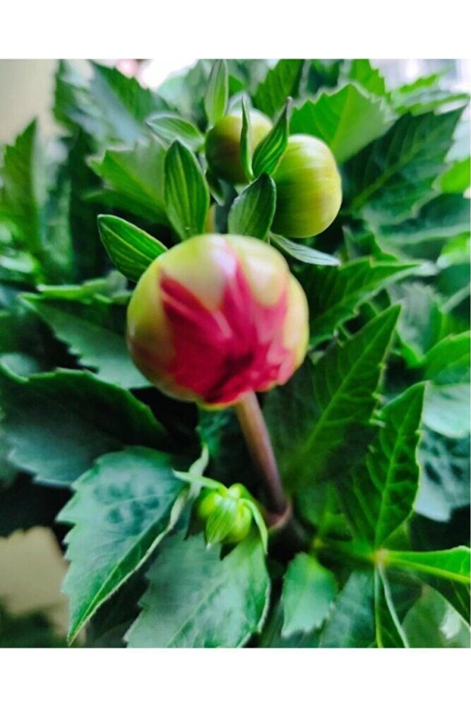 Küpeli Çicegi Fidanı (KİRMİZİ-MOR-BEYAZ-PEMBE RENK) 10-20 Cm