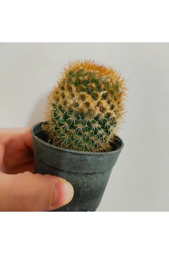 Kaktüs -sukulent- (10-20 cm)