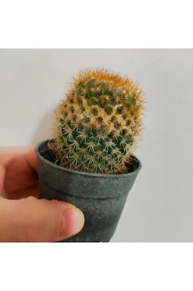 Kaktüs -sukulent- (10-20 cm)