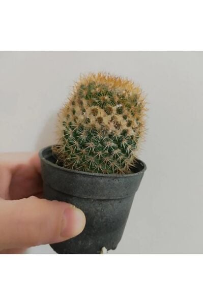 Kaktüs -sukulent- (10-20 cm)