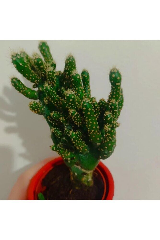 Kaktüs -skulent 10-15