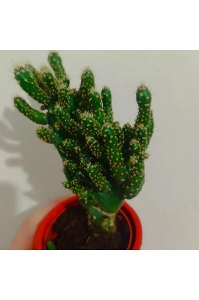 Kaktüs -skulent 10-15