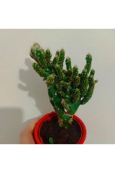 Kaktüs -skulent 10-15