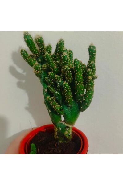 Kaktüs -skulent 10-15