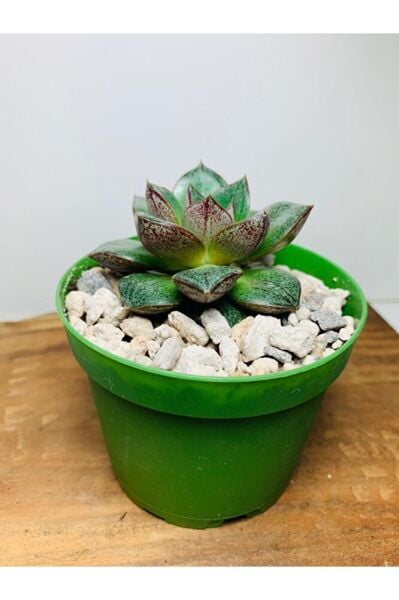 Echeveria Purpussorum Sukulent