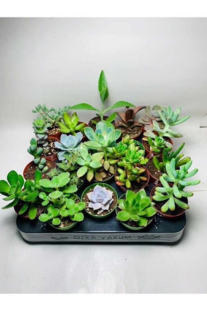 Sukulent Saksı Set 5.5cm 20 Adet