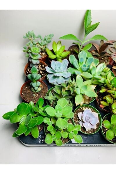 Sukulent Saksı Set 5.5cm 20 Adet