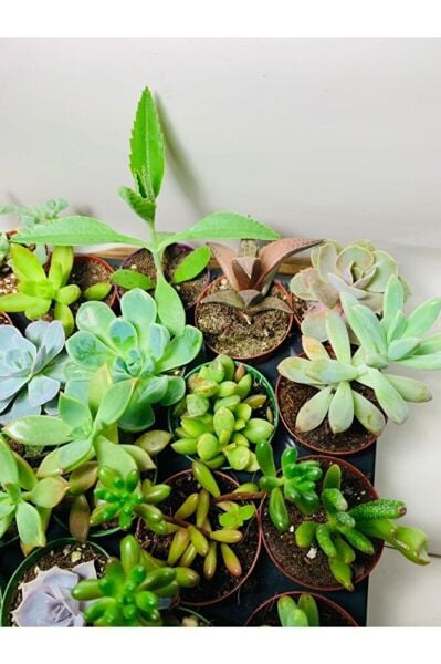Sukulent Saksı Set 5.5cm 20 Adet