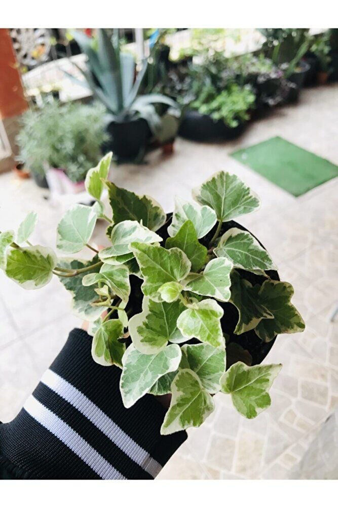 Hedera Helix Sarmaşık