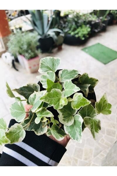 Hedera Helix Sarmaşık