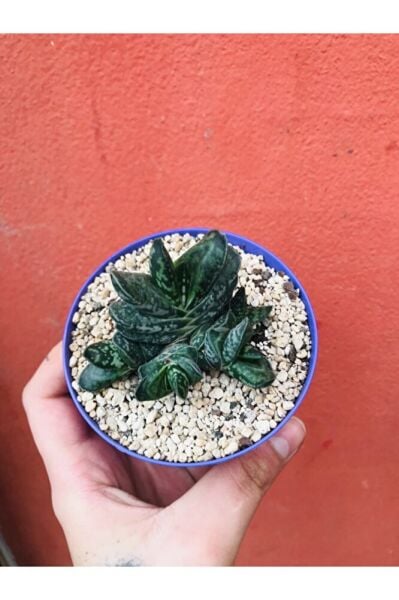 Gasteria Pillansii Sukulent