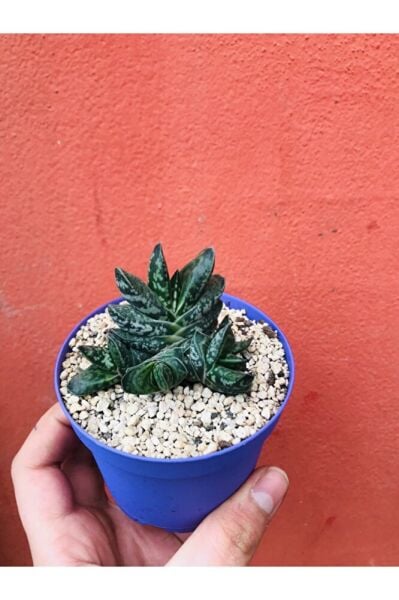 Gasteria Pillansii Sukulent