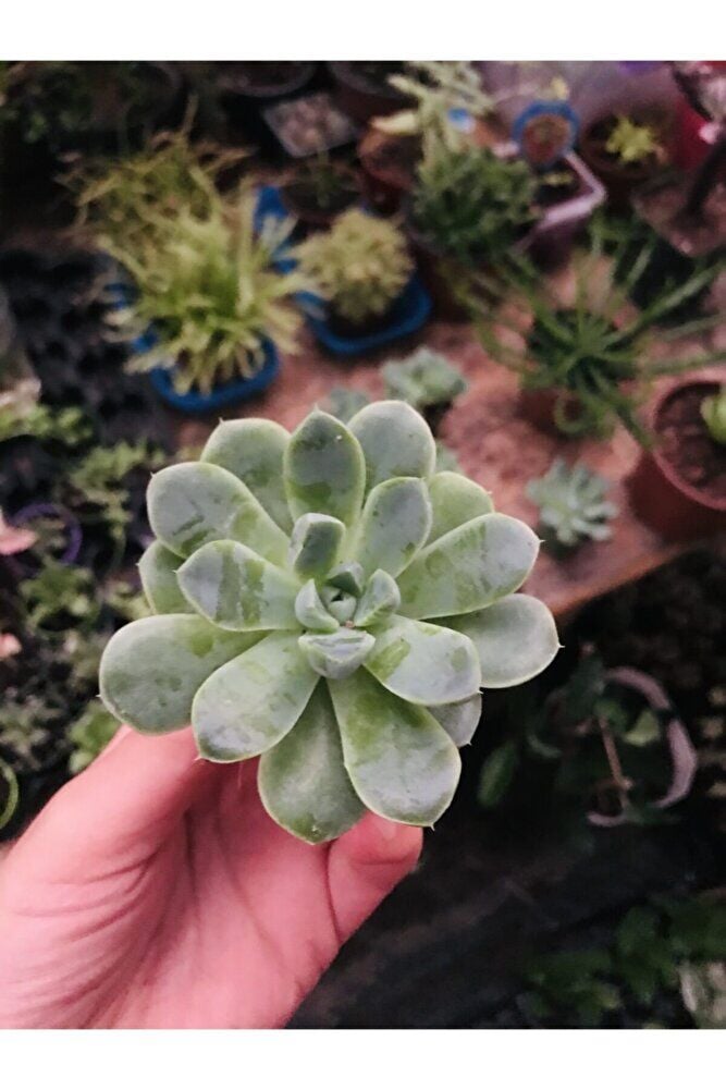 Saksıda Echeveria Elegans 5.5cmlik