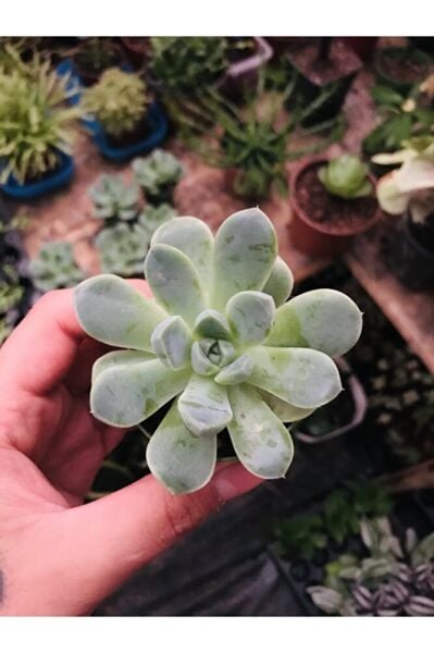 Saksıda Echeveria Elegans 5.5cmlik