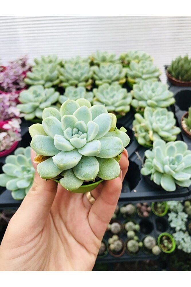Echeveria Elegans