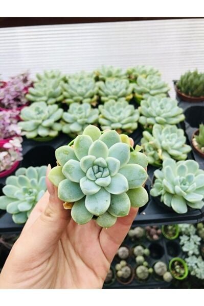 Echeveria Elegans