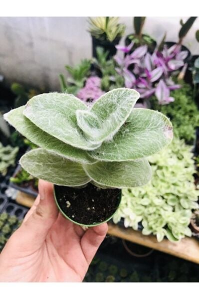 Tradescantia Sillamontana Tüylü Telgraf Çiçeği