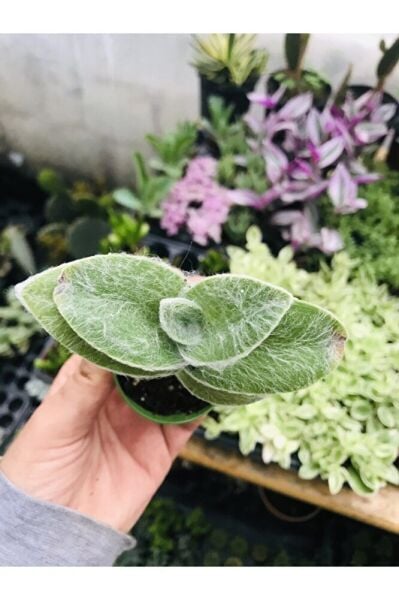 Tradescantia Sillamontana Tüylü Telgraf Çiçeği