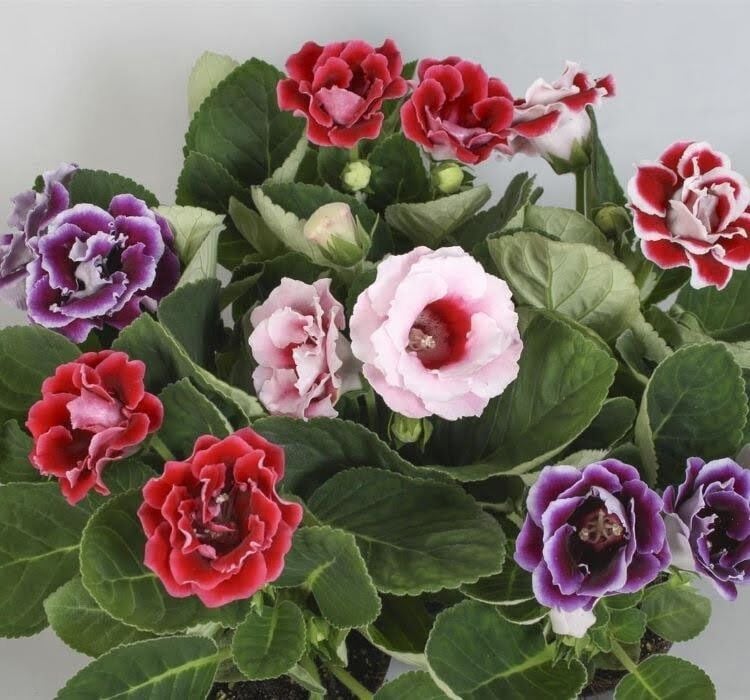 Thebestonline Gloxinia, Sürpriz Renk Bardak Menekşesi, 3 Adet