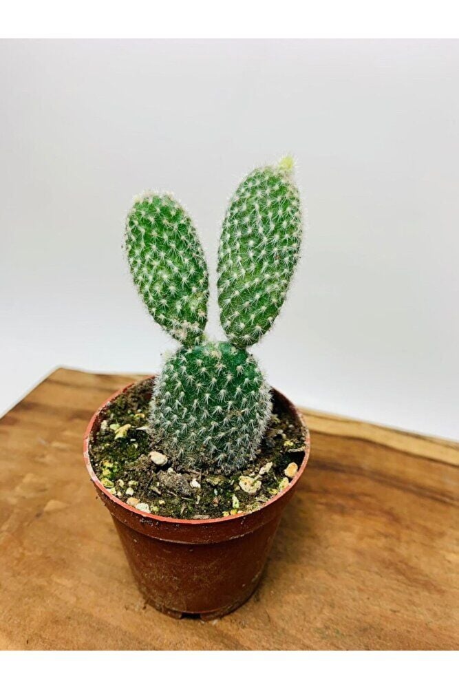 Opuntia Microdasys Tavşan Kaktüs
