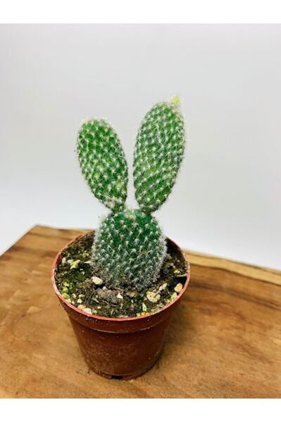 Opuntia Microdasys Tavşan Kaktüs
