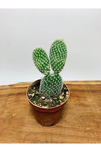 Opuntia Microdasys Tavşan Kaktüs