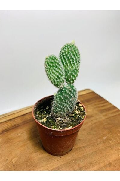 Opuntia Microdasys Tavşan Kaktüs