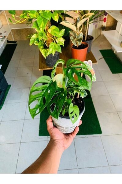 Monkey Monstera Özel Tür Salon Bitkisi