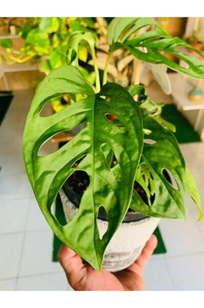 Monkey Monstera Özel Tür Salon Bitkisi