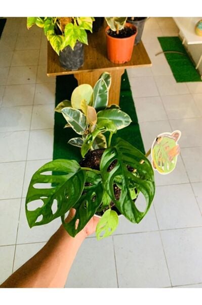 Monkey Monstera Özel Tür Salon Bitkisi
