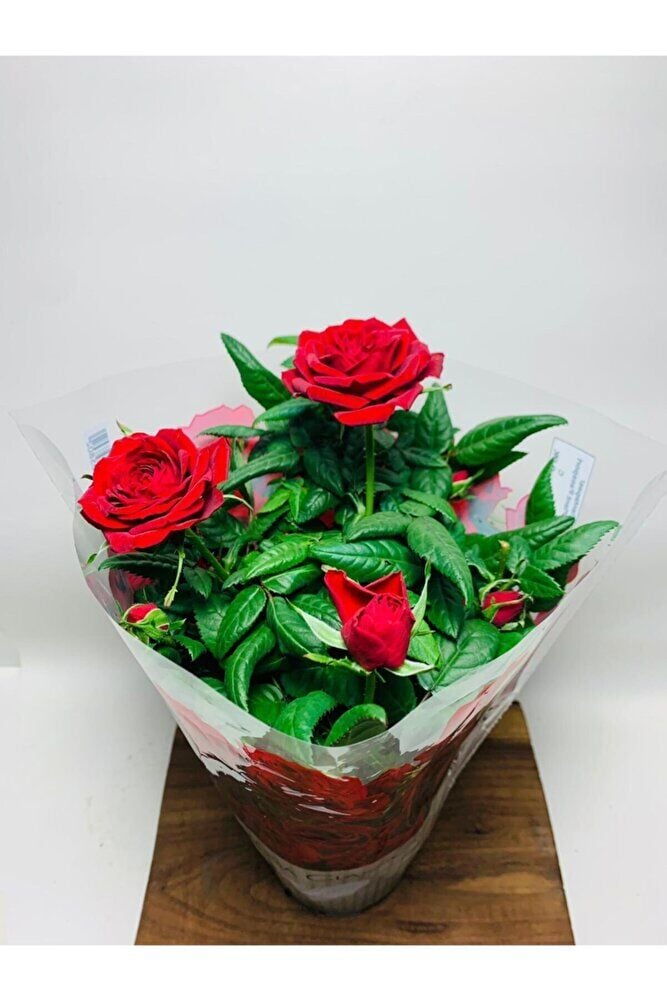 Ithal Bodur Gül Ev Tipi Saksıda Gül