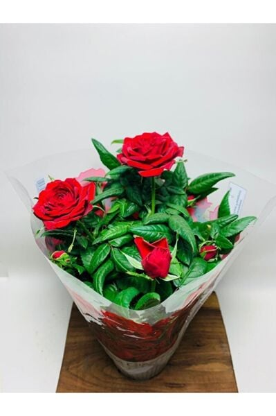 Ithal Bodur Gül Ev Tipi Saksıda Gül