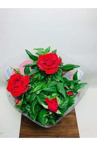 Ithal Bodur Gül Ev Tipi Saksıda Gül