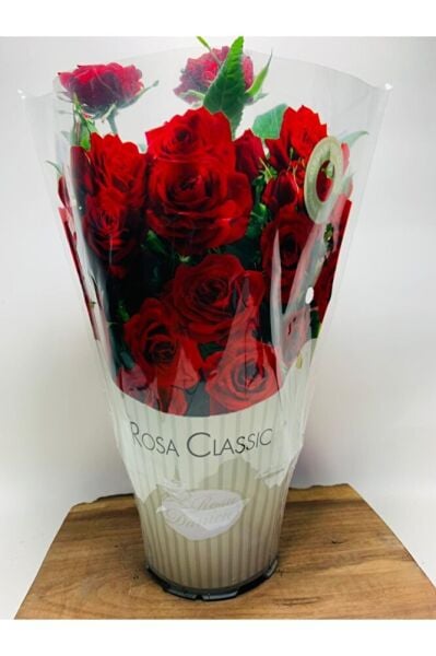 Ithal Bodur Gül Ev Tipi Saksıda Gül