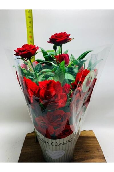 Ithal Bodur Gül Ev Tipi Saksıda Gül