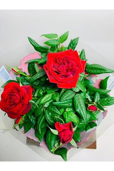 Ithal Bodur Gül Ev Tipi Saksıda Gül