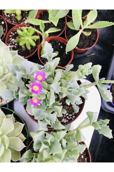 Sukulent 9cm Saksı Özel Tür