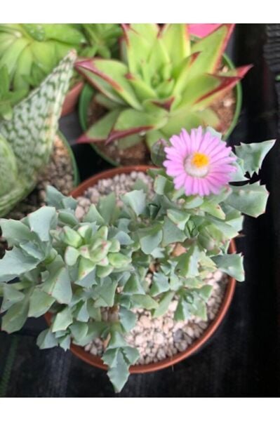 Sukulent 9cm Saksı Özel Tür