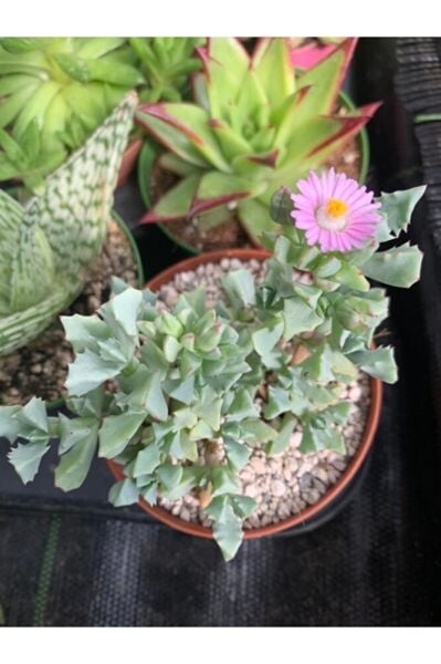 Sukulent 9cm Saksı Özel Tür