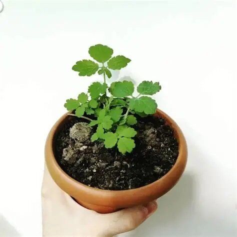 Thebestonline Kırlangıç Otu, Saksıda