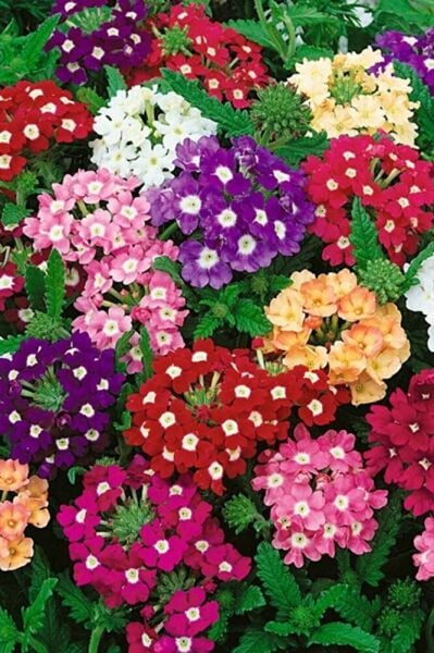 Thebestonline Askılı Mine Çiçeği