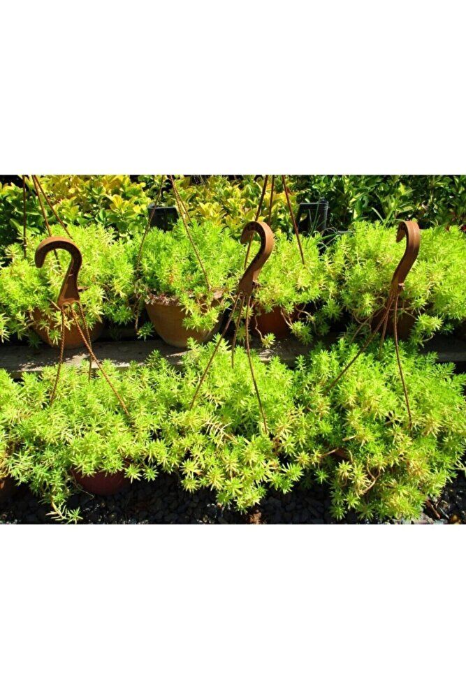 Thebestonline 45 Adet Sarı Dam Koruğu Sedum