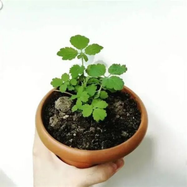 Foliumbotanik Damlama Borusu Mini Vana Yüzüklü 17, Damlama Sulama Vanası, 5 Adet