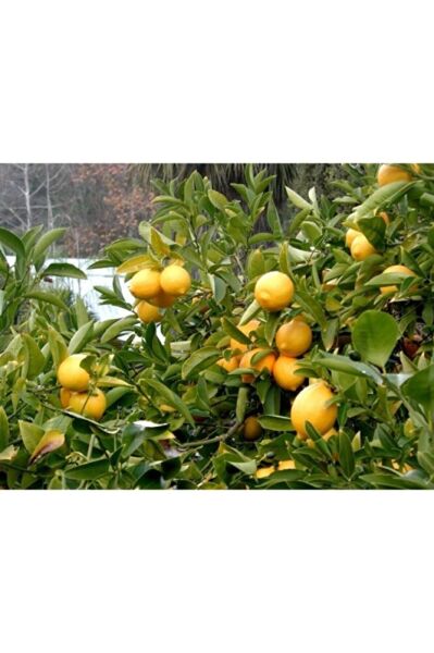 Yediveren Limon Ağacı Fidanı