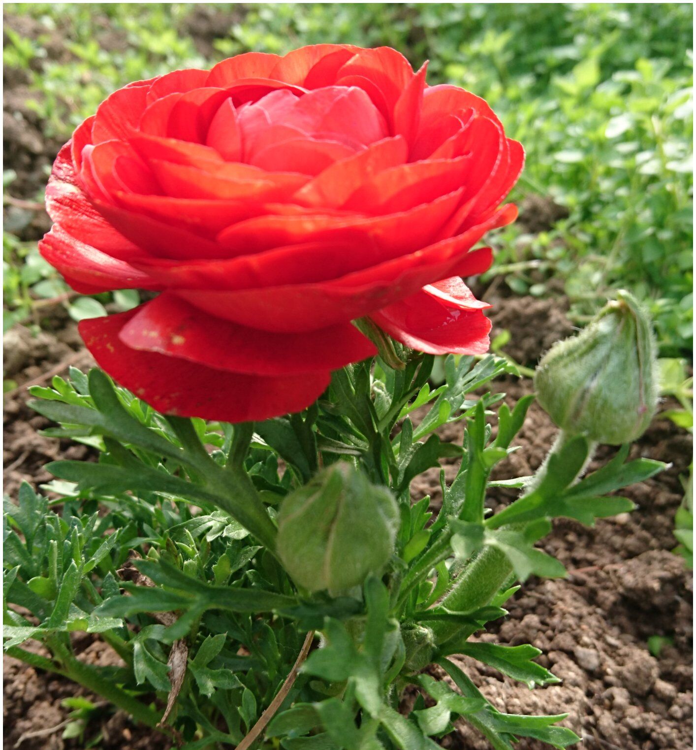 Thebestonline Turuncu Şakayık Çiçeği