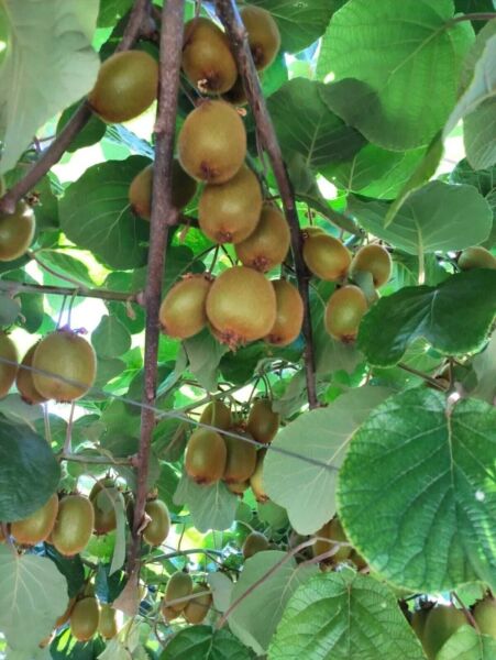 Thebestonline 5 Adetli Hayward Kivi Fidanı Paketi(4 Dişi + 1 Erkek)