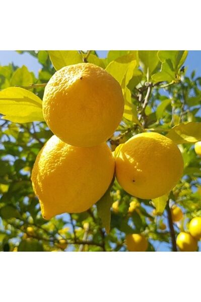 Yediveren Limon Fidanı, +100 cm, 3 Yaş